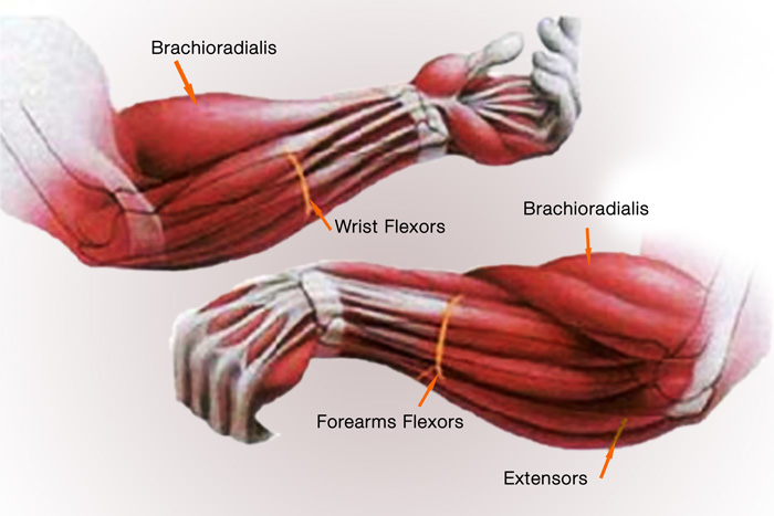 Technique Tuesday Healthy Forearms Peak Strength And Fitness