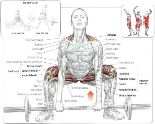 Curious which muscles are activated while doing a Sumo Deadlift